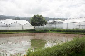 La "mana", un nacedero de agua que sirve como sistema de riego para los cultivos de flores, tomates, maíz y hortalizas de la zona.